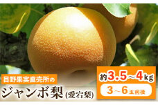 先行予約 熊本県 荒尾 市 産 目野果実直売所 の 愛宕 梨 和梨 約3.5～4kg (3～6玉前後) 《11月下旬-12月末頃出荷》なし フルーツ 果物 新鮮 常温便