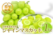 シャインマスカット 目野果実直売所の シャインマスカット 約 1kg フルーツ 果物 新鮮 マスカット 旬 デザート 《8月上旬-9月下旬頃出荷》