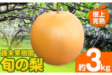 【2025年先行予約】 梨 旬の梨 約 3kg 藤末果樹園 熊本県荒尾市産 《7月中旬-10月上旬頃出荷》フルーツ 果物 荒尾梨 はつまる 幸水 愛甘水 りんか ほしあかり 豊水 秋麗 かおり あきづき 新高 甘太 にっこり から旬の品種を厳選してお届け 品種はえらべません