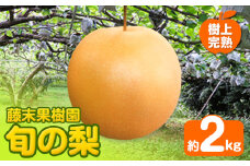 【2025年先行予約】 梨 旬の梨 約 2kg  藤末果樹園 熊本県荒尾市産 《7月中旬-10月上旬頃出荷》フルーツ 果物 荒尾梨 はつまる 幸水 愛甘水 りんか ほしあかり 豊水 秋麗 かおり あきづき 新高 甘太 にっこり から旬の品種を厳選してお届け 品種はえらべません