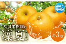 【2025年 先行予約】 梨 旬の梨 凜夏 和梨 約 3kg 秋 旬 熊本県 荒尾市産 髙口果樹園《2025年8月中旬-9月上旬頃出荷》フルーツ 果物 st-p