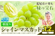 【先行予約】 マスカット シャインマスカット 朝採り シャインマスカット 約1.2kg 2房 前田果樹園《8月下旬-9月末頃出荷》熊本県 荒尾市 旬 果物 フルーツ デザート ふるーつ ますかっと しゃいんますかっと