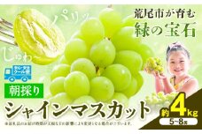 【先行予約】 マスカット シャインマスカット 朝採り シャインマスカット 約4kg 5～8房 前田果樹園《8月下旬-9月末頃出荷》熊本県 荒尾市 旬 果物 フルーツ デザート ふるーつ ますかっと しゃいんますかっと