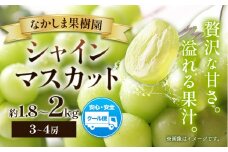 シャインマスカット  約1.8kg ～ 約2kg （ 3～4房 ） マスカット ぶどう 葡萄 フルーツ 果物 旬 なかしま果樹園 《8月下旬-9月末頃出荷》 熊本県 荒尾市 ギフト 