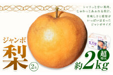 【2025年先行予約】 梨 なし 贈答用 荒尾ジャンボ梨（新高）2玉入り 約2kg 秋 旬 熊本県 荒尾市産 髙口果樹園《2025年10月上旬-10月下旬頃出荷》フルーツ 果物 ギフト 化粧箱 専用BOX付き 冷蔵