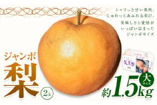 【2025年先行予約】 梨 なし 贈答用 荒尾ジャンボ梨（新高）2玉入り 約1.5kg 秋 旬 熊本県 荒尾市産 髙口果樹園《2025年10月上旬-10月下旬頃出荷》フルーツ 果物 ギフト 化粧箱 専用BOX付き 冷蔵
