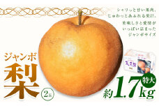 【2025年先行予約】 梨 なし 贈答用 荒尾ジャンボ梨（ 新高 ）2玉入り 約1.7kg 秋 旬 熊本県 荒尾市産 髙口果樹園《2025年10月上旬-10月下旬頃出荷》フルーツ 果物 ギフト 化粧箱 専用BOX付き 冷蔵