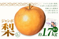 【2025年先行予約】 梨 なし 贈答用 荒尾ジャンボ梨（ 新高 ）2玉入り 約1.7kg 秋 旬 熊本県 荒尾市産 髙口果樹園《2025年10月上旬-10月下旬頃出荷》フルーツ 果物 ギフト 化粧箱 専用BOX付き 冷蔵