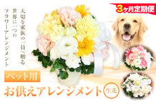 ★3ヶ月定期便★ 花 椿原園 ペット用 お供え アレンジメント 1個 フラワーアレンジメント 《お申込み月の翌月から出荷開始》 熊本県 荒尾市 生花 お供え 花 お供え用 犬用 猫用 犬 猫 ペット