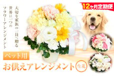 ★12ヶ月定期便★ 花 椿原園 ペット用 お供え アレンジメント 1個 フラワーアレンジメント 《お申込み月の翌月から出荷開始》 熊本県 荒尾市 生花 お供え 花 お供え用 犬用 猫用 犬 猫 ペット