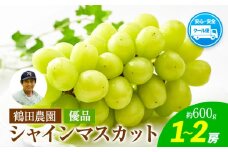 【優品】先行予約 シャインマスカット 鶴田農園 約600g (1～2房) 熊本県荒尾市産《8月下旬-9月下旬頃出荷》熊本県 荒尾市 フルーツ 果物 送料無料 葡萄 ぶどう マスカット