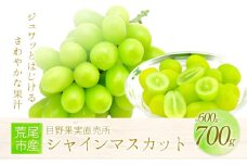 シャインマスカット 目野果実直売所のシャインマスカット 約600g～700g フルーツ 果物 新鮮 マスカット 《8月上旬-9月下旬頃出荷》 目野果実直売所  st-p