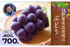 ぶどう 約 600g ～700g《8月上旬-9月上旬頃出荷》 旬の品種 ( 巨峰 or 藤稔 or ブラックビート or ピオーネ ) 目野果実直売所 フルーツ 果物 新鮮  st-p