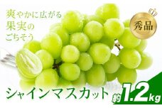 シャインマスカット 秀品 約1.2㎏（2～5房） 日本フルーツ《6月下旬-8月末頃出荷》熊本県 荒尾市 ぶどう ブドウ 果物 フルーツ スイーツ デザート ギフト ご贈答