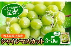 【先行予約】 シャインマスカット 約 2kg (3~5房)  フレッシュフーズ 《8月上旬-9月上旬頃出荷》熊本県産(荒尾市産) 柑橘 フルーツ フレッシュフーズ シャインマスカット 果物