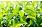 香るぐり茶ティーバック4袋(2.5g×15ヶ入)