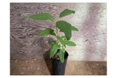 【数量限定】アボカド 苗木 Aタイプ (台木：ベーコン種/接ぎ木苗：ピンカートン種)1本 5号～6号 鉢下から約30cm 観葉植物 水俣産 熊本県産 グリーン 観葉 植物 アボカド ギフト 贈り物 御歳暮 お歳暮 特産品 熊本特産品 水俣特産品【2025年5月下旬より順次発送開始】
