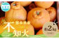 熊本県産不知火(デコポン同一品種)約2kg(6玉)