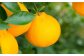飲む ゼリー (晩柑・不知火・甘夏) 6本入り 柑橘 デザート
