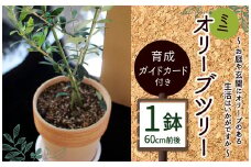 ミニ オリーブツリー 1鉢 育成ガイドカード付き オリーブ 園芸 お祝い