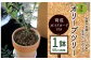 ミニ オリーブツリー 1鉢 育成ガイドカード付き オリーブ 園芸 お祝い