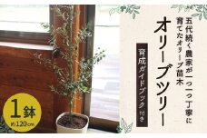 オリーブツリー 1鉢 育成ガイドブック付き 植物 鉢植え
