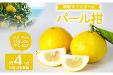  環境マイスターのパール柑 良品・訳あり混合 4kg （栽培期間中は無肥料・無農薬）【2025年2月上旬‐4月上旬迄順次発送予定】