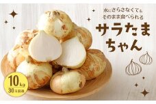 サラたまちゃん 約10kg （30玉前後） 玉ねぎ 野菜 サラダ 水俣市産 【2025年4月上旬‐5月下旬迄発送予定】
