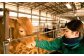 熊本県産 和牛 くまもと あか牛 ロース ブロック 2000g（2kg） 牛肉 赤牛