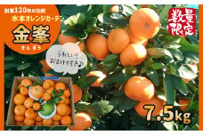 温州みかん 【 限定 30セット 】 高級品種 「 金峯 7.5kg 」 水本オレンジガーデン | フルーツ 果物 くだもの 柑橘 ミカン みかん 高級 熊本県 玉名市