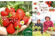 【1月以降発送】 熊本たまな産 イチゴ ゆうべに 約1000g （ 250g × 4パック ） | フルーツ 果物 くだもの 苺 いちご 熊本県 玉名市