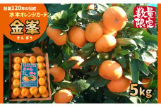 温州みかん 【 限定 50セット 】 高級品種 「 金峯 5kg 」 水本オレンジガーデン | フルーツ 果物 くだもの 柑橘 ミカン みかん 温州ミカン きんぽう 熊本県 玉名市