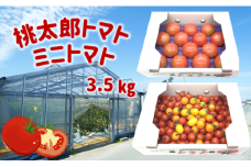 蘇鉄園芸のトマト三昧 (ミニトマト2kg + 桃太郎トマト14個) | 野菜 やさい トマト とまと ミニトマト セット 熊本県 玉名市