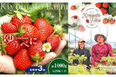【 定期便 3回 】 熊本 たまな産 イチゴ ゆうべに 約1000g （ 250g × 4パック ） | フルーツ 果物 くだもの 果実 苺 いちご ベリー ストロベリー 定期 熊本県 玉名市