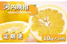 【定期便3カ月】 玉名産「河内晩柑10kg」 | 果物 くだもの フルーツ 柑橘 柑橘類 みかん 河内晩柑 雑柑 定期便 3回 熊本県 玉名市 