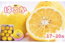 上品な甘さの玉名産「はるか」 | 果物 くだもの フルーツ 柑橘 柑橘類 みかん 雑柑 熊本県 玉名市