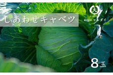 しあわせキャベツ 8玉 玉名市横島産 | 野菜 やさい キャベツ 熊本県 玉名市