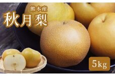 熊本産 梨 秋月 ( 5kg ) | フルーツ 果物 くだもの なし ナシ 梨のサラブレッド 熊本県 玉名市