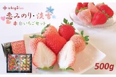雅乃苺 紅白いちごセット「恋みのり・淡雪」500g ≪化粧箱入り≫ | フルーツ 果物 くだもの 苺 イチゴ いちご 白いちご 恋みのり 淡雪 セット 箱 熊本県 玉名市