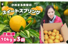 【 定期便 3回 】 スイートスプリング （ 10kg × 3回 ） | フルーツ 果物 くだもの 柑橘 柑橘類 ミカン みかん 熊本県 玉名市