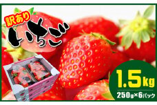 熊本県産 いちご 1.5kg ( 250g × 6パック ) ≪ 訳あり ≫ | フルーツ 果物 くだもの 苺 イチゴ 訳アリ 熊本県 玉名市