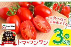 ミニトマト生産量 日本一 玉名市 !！ 「 トマ・ランタン 」 約 3kg | ミニトマト トマト Vege Rise ミニトマト 野菜 高糖度 濃厚 ミニトマト アイコ プチトマト 熊本県 玉名市 くまもと たまな