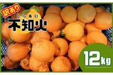 熊本県産 不知火 ≪ 訳あり ≫ 12kg | フルーツ 果物 くだもの 柑橘 みかん ミカン オレンジ しらぬい 熊本県 玉名市