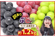 訳あり 旬の ぶどう  詰め合わせ 約 1.2kg ｜ 果物 ぶどう 黒ぶどう 赤ぶどう シャインマスカット 巨峰 熊本 玉名 くまもと たまな