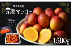 完熟マンゴー手のひらサイズ （ご家庭用） 約 1.5㎏ ｜ 果物 くだもの フルーツ マンゴー 家庭用 旬 夏 高糖度 熊本県 玉名市