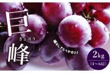 巨峰 約 2kg（4～6房） | フルーツ 果物 くだもの 葡萄 ブドウ ぶどう きょほう 種なし 種無し 熊本県 玉名市