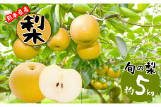 熊本県産 梨 約5kg | フルーツ 果物 くだもの ナシ なし 旬 熊本県 玉名市