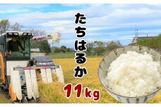 たちはるか （ 検査米 ） 11kg | 米 こめ お米 おこめ 白米 精米 熊本県 玉名市