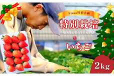 こだわり栽培 いちご 2kg 【Xmas特別企画】クリスマス時期にお届け | フルーツ 果物 くだもの いちご イチゴ 苺 熊本県 玉名市