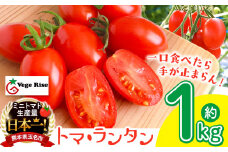 ミニトマト生産量 日本一 玉名市！！ 「 トマ・ランタン 」 約 1kg | ミニトマト トマト Vege Rise 野菜 やさい 高糖度 濃厚 アイコ 熊本県 玉名市 くまもと たまな